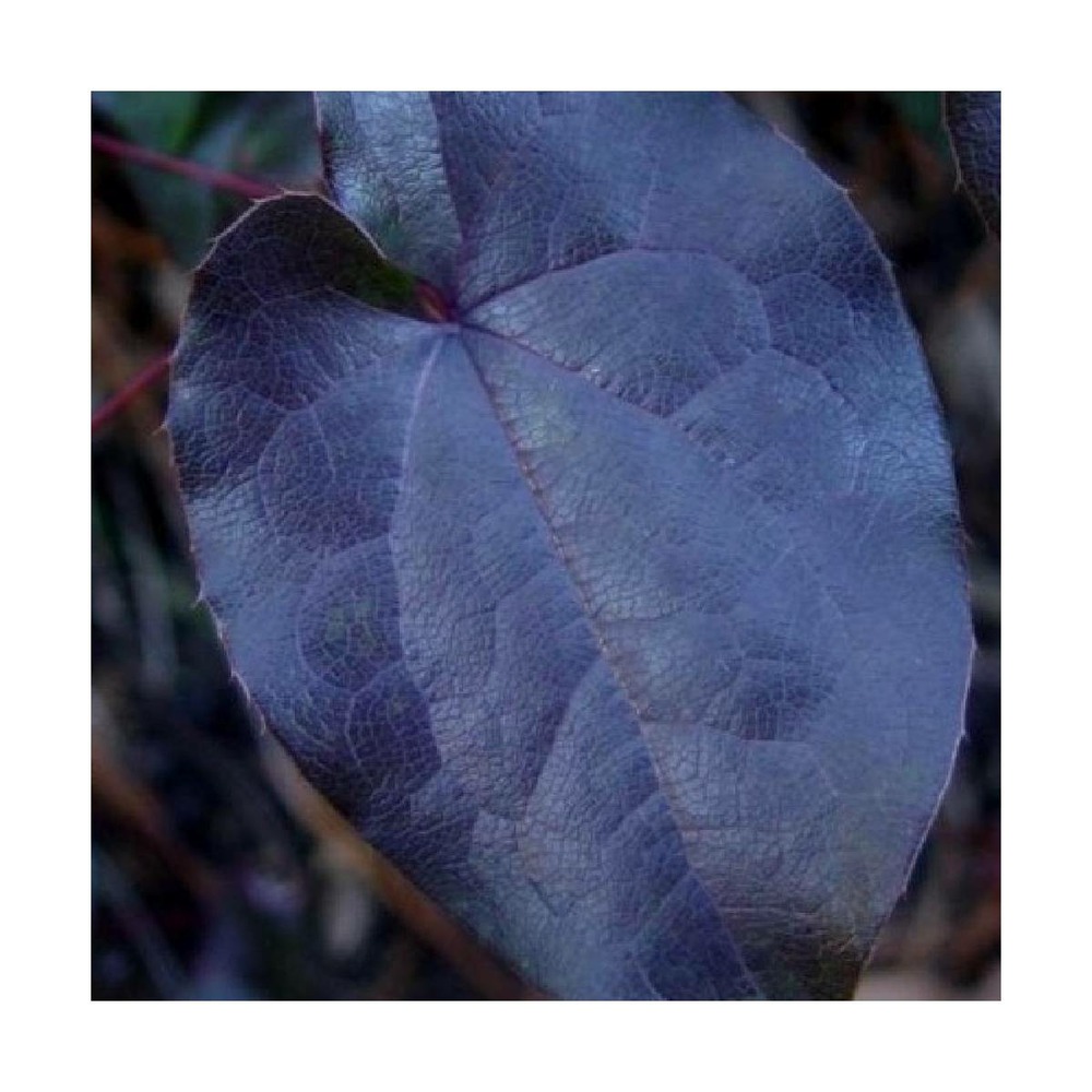 Fleur des elfes black sea/epimedium pinnatum black sea[-]godet