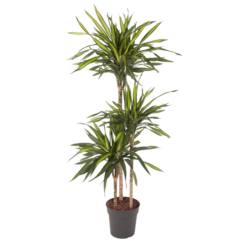 Dracaena riki - plantes d'intérieur