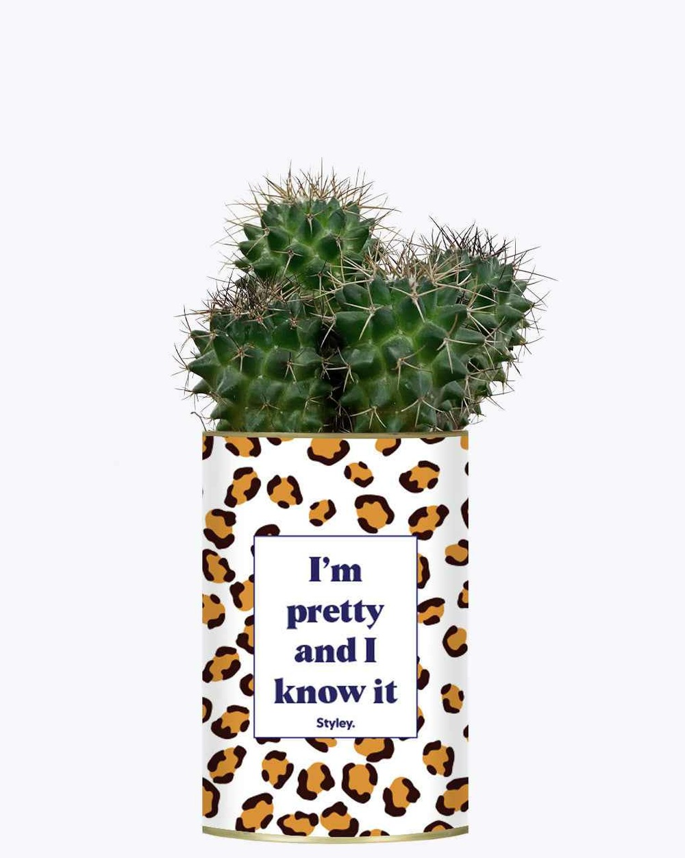 Plante drôle - i'm pretty and i know it - cactus