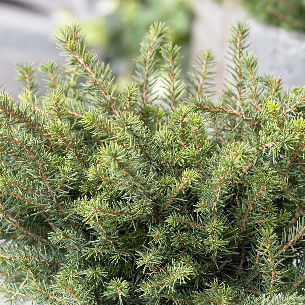 Épicéa de serbie 'karel' pot de 2l/3l