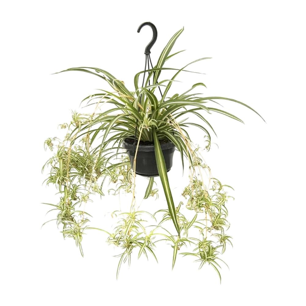 Chlorophytum comosum variegatum - ø14cm - ↕55cm - plantes d'intérieur