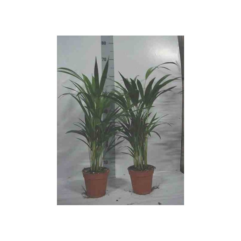 Chrysalidocarpus lutescens (aréca, palmier d'arec, palmier doré) taille pot de 1 litre -10/30 cm