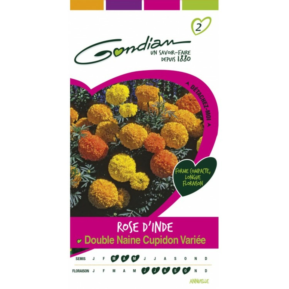 Rose d'inde double naine cupidon variée