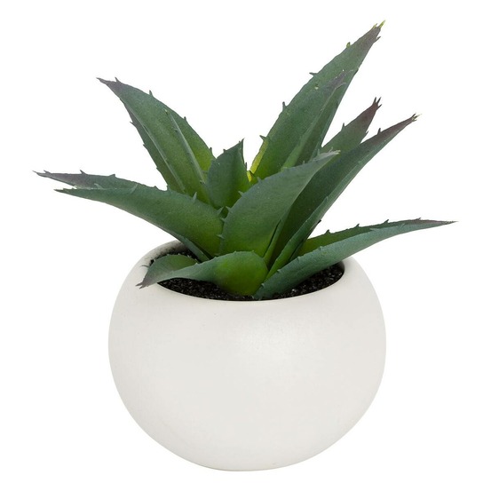 Plante grasse en pot h13