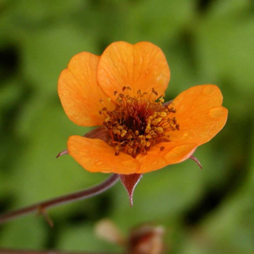 Benoîte prinses juliana lot de 5 godets