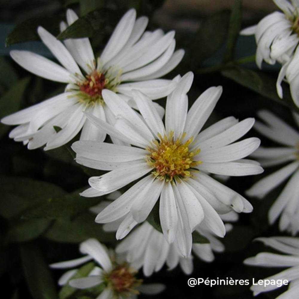 3 asters de nouvelle-belgique 'white ladies' (asters novi-belgii 'white ladies')