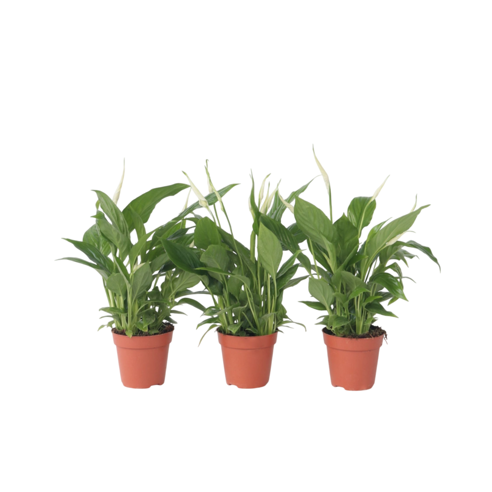 Fleur de lune - set de 3 - spathiphyllum 'torelli' - hauteur 30-45cm - ⌀12cm
