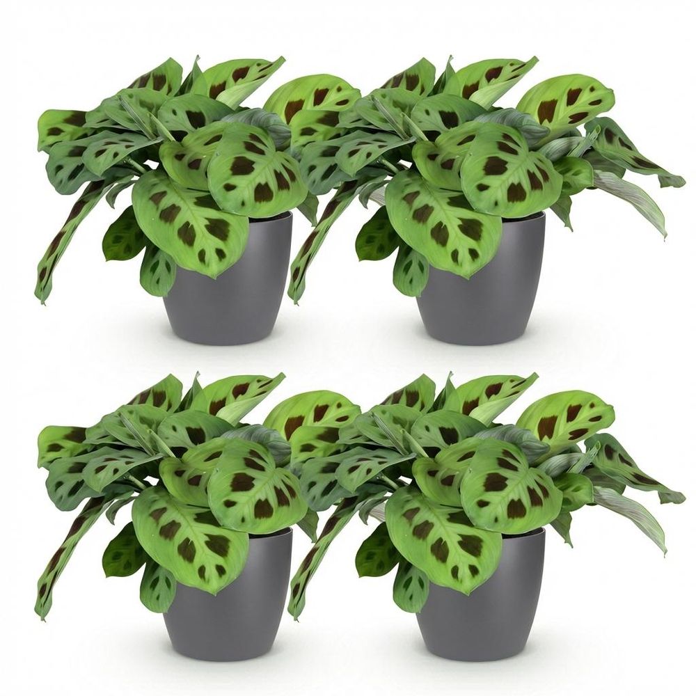 Maranta fascinator kerchoveana - pet-friendly - pot de 12cm - hauteur 25cm