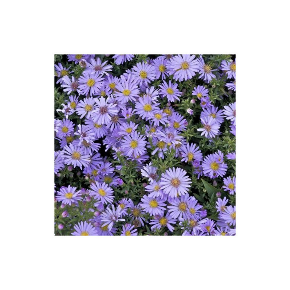 Aster d'automne victor, aster dumosus godet - 5/20 cm