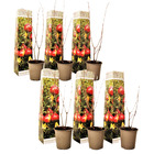 Punica granatum - set de 6 - grenadier arbre exotique fruitier - pot 9cm - hauteur 25-40cm