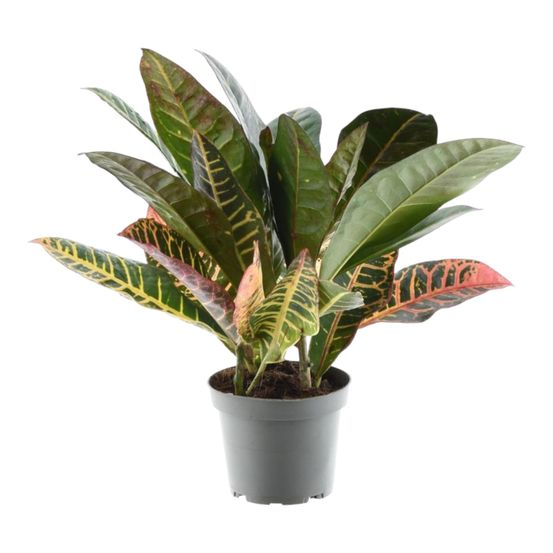 Codiaeum variegatum 'petra - plantes d'intérieur