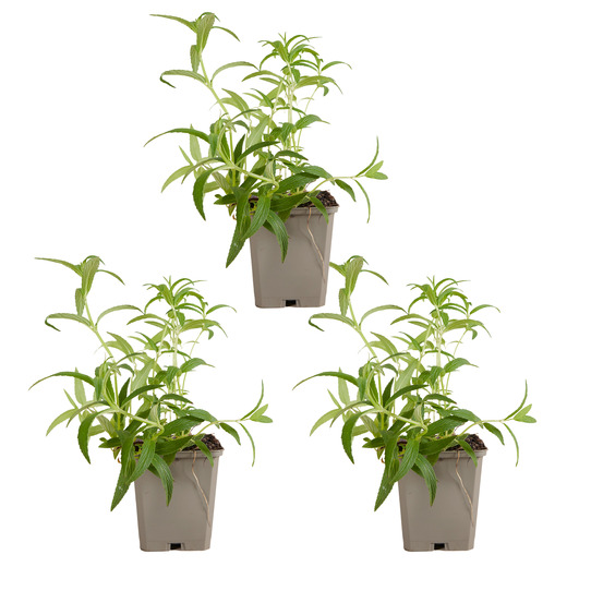 Lot de 3 - nepeta blue moon - cataire - h. 10-20 cm - p. Ø 9 cm