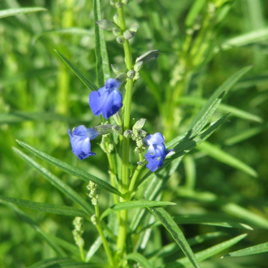 Sauge rampante lot de 5 godets