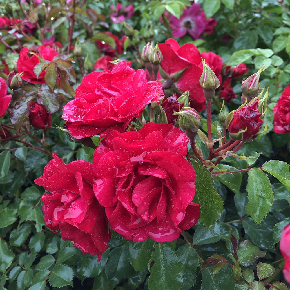 Rosier à fleurs groupées 'rotilia' racines nues en motte