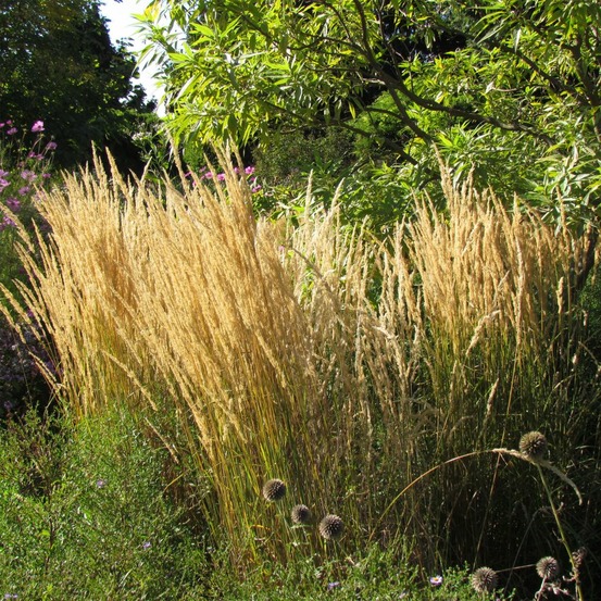 Calamagrostide 'karl foester' pot de 2l/3l