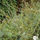 Salix repens argentea : c.4l 60-80