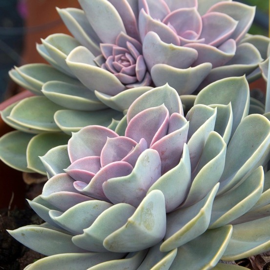 Echeveria pearl von nuernberg - le pot / ø 12cm / hauteur livrée environ 10cm