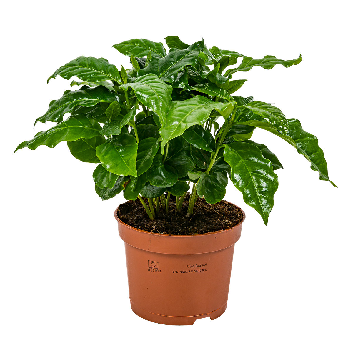 Caféier - café arabica à l'unité - plante d'intérieur en pot de culture ⌀12 cm - ↕25 cm