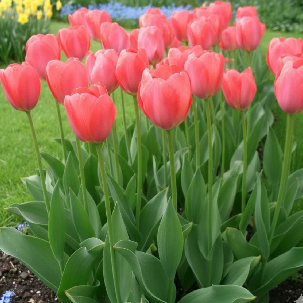 Bulbe de tulipe darwin van eijk sachet de 8 bulbes