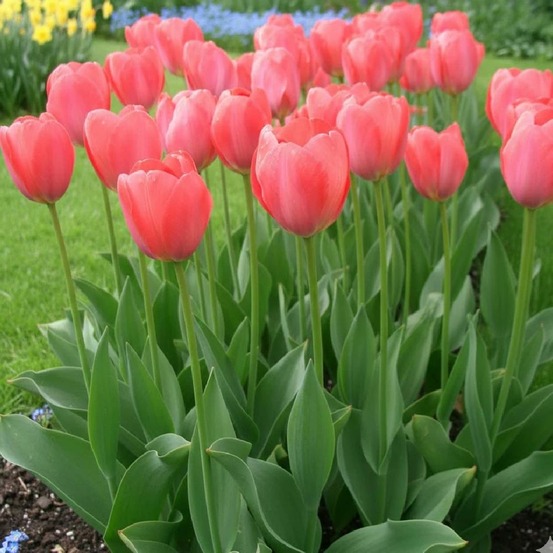 Bulbe de tulipe darwin van eijk sachet de 8 bulbes