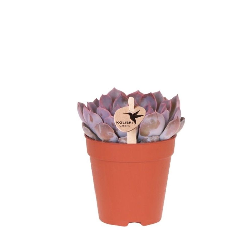 Succulente echeveria summer - ø9cm - ↕13cm - plantes d'intérieur
