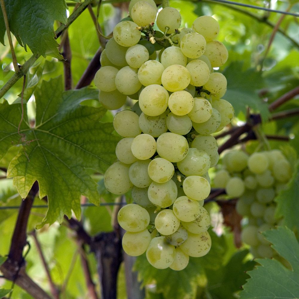 Vigne 'fanny®' pot de 4l/5l
