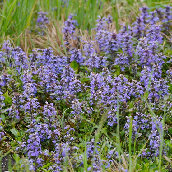 Bugle rampante - le pot / ø 9cm