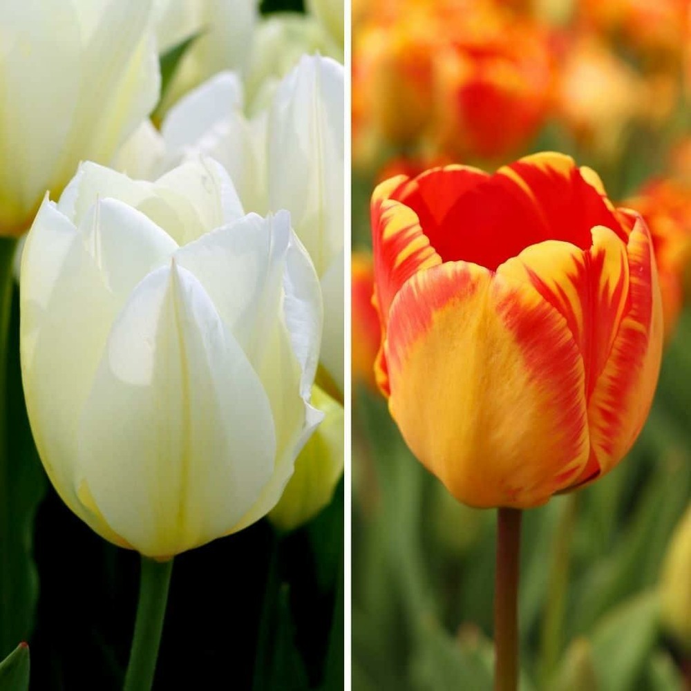 Nadine's happiness - tulipes - 30 bulbes