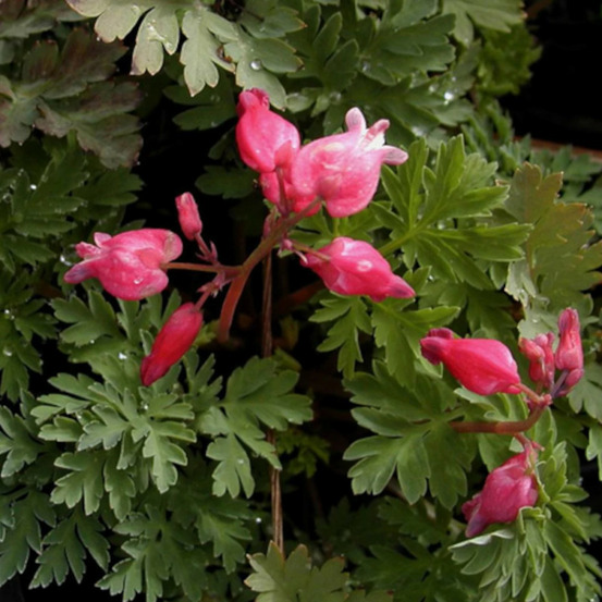 Coeur de marie luxuriant, dicentra lot de 5 godets
