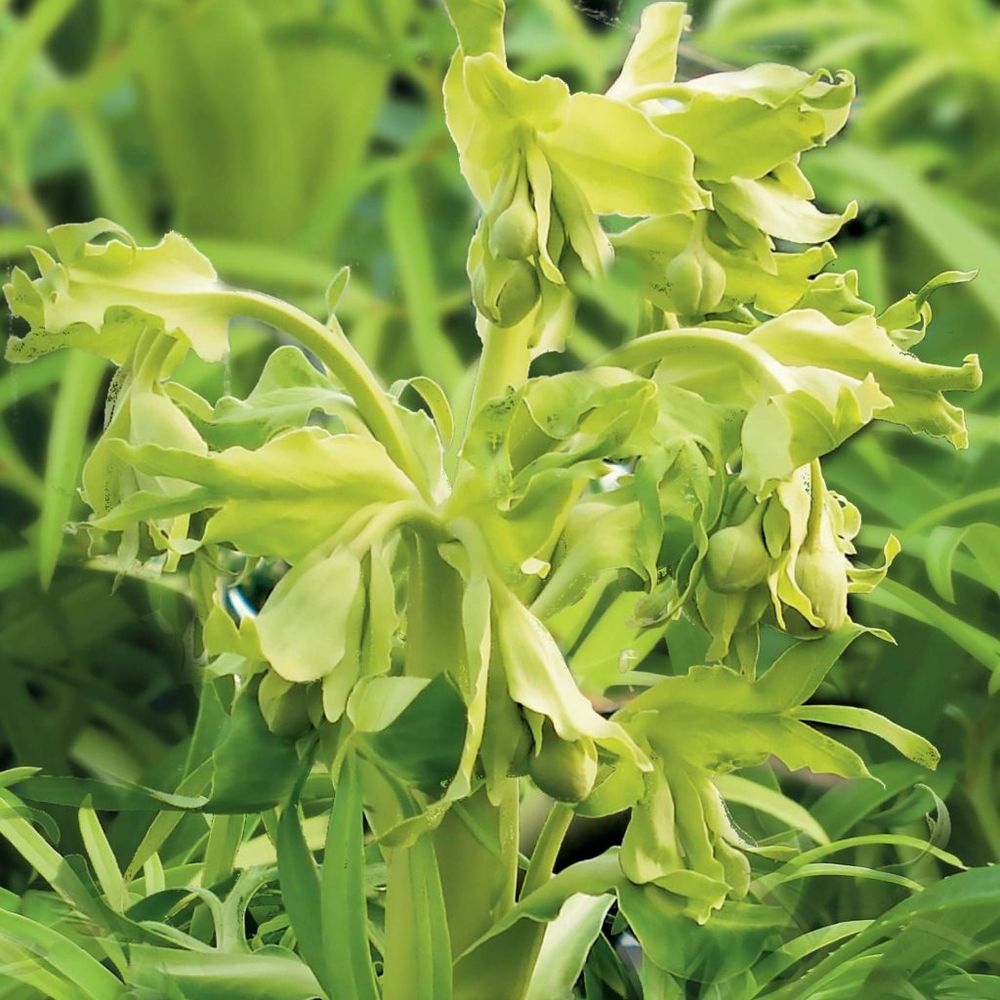 Hellébore fétide 'yellow' pot de 1,5l/2l