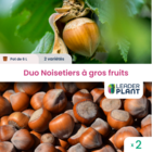 Duo noisetiers à gros fruits - 2 variétés en pot de 6 l
