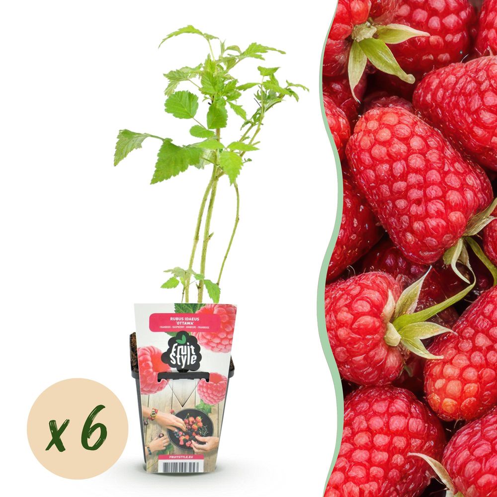 Framboisier 'heritage' - lot de 6 - pot 9 cm - hauteur 35 cm