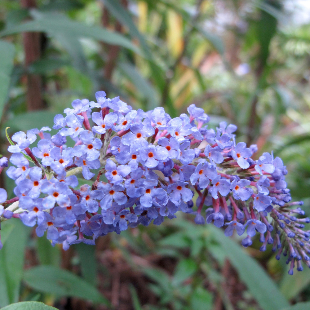 2 x arbre aux papillons - buddleja davidii 'adonis blue'  - 30-40 cm pot