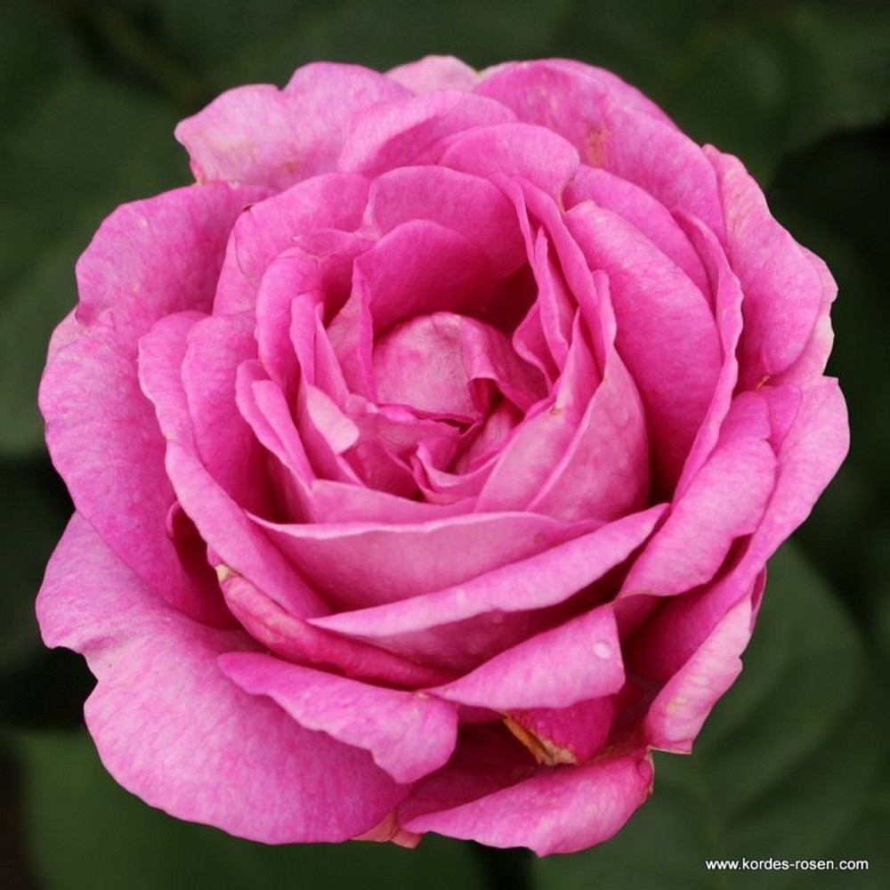 2 x kordes parfuma® rosier - rosa 'carmen wurth'®