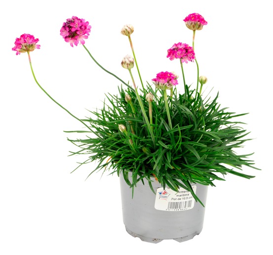 Plant de armeria maritima pot 10,5 cm