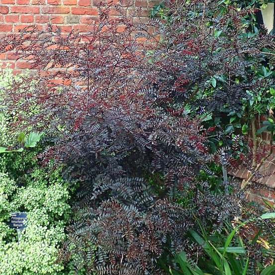 Poivrier du sichuan 'black magic' pot de 2l/3l