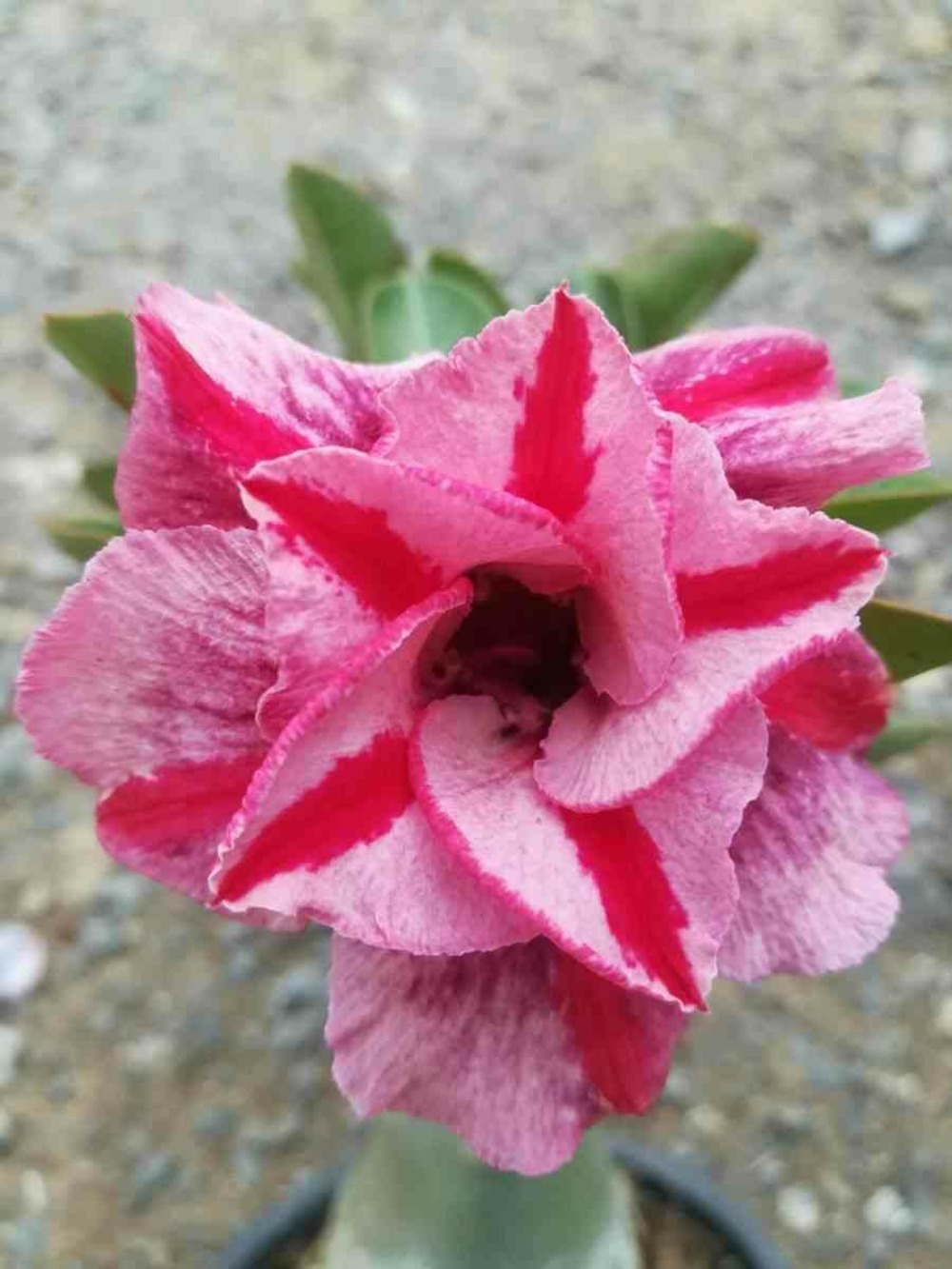 Adenium obesum cv. Muang pp caudex d'environ 2000g 25/30cm très gros caudex