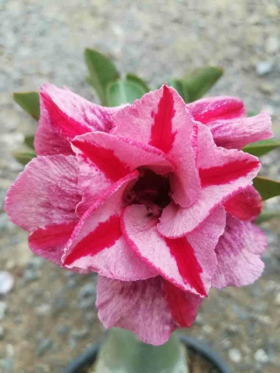 Adenium obesum cv. Muang pp caudex d'environ 2000g 25/30cm très gros caudex