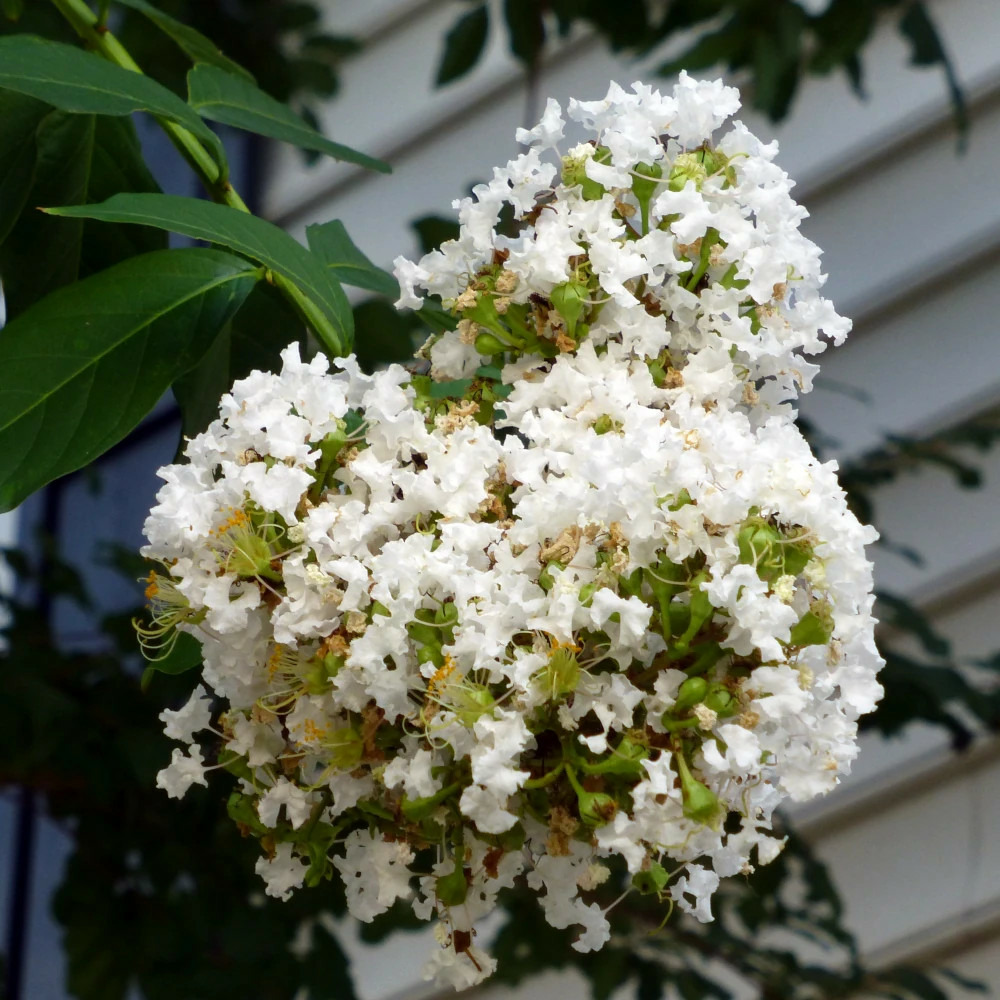 Lilas des indes terrasse blanc, lagerstroemia pot de 15l - 100/150 cm