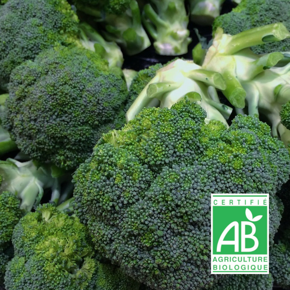 Graines de chou brocoli calabrais natalino - sans traitement - vilmorin sachet