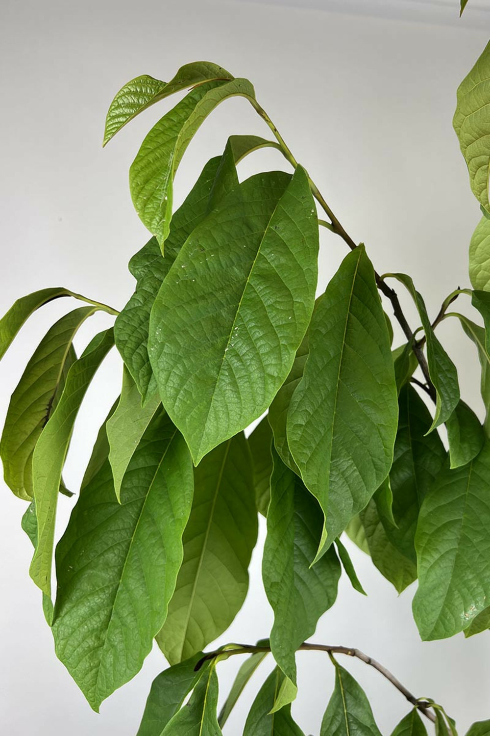 Asiminier shenandoah ? Peterson pawpaws ? - en pot de 5 litres