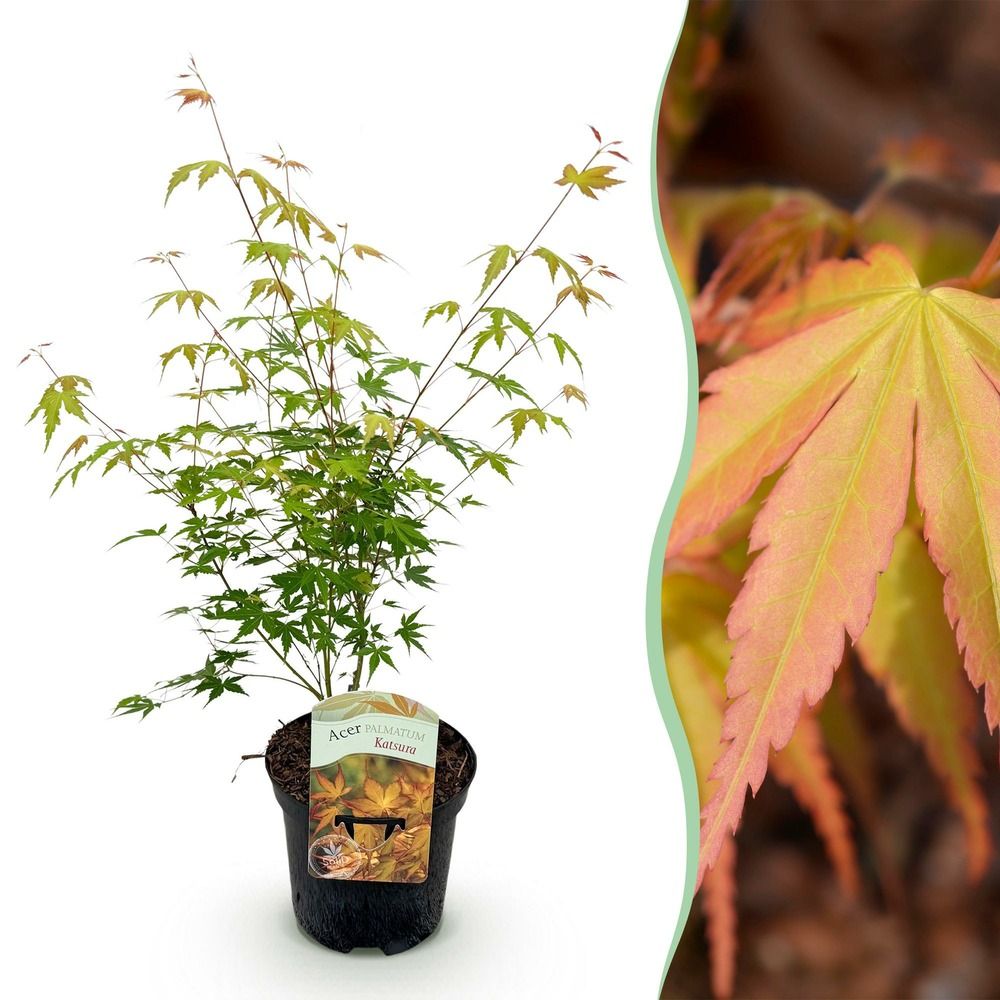 Érable du japon 'katsura' - pot 19 cm - hauteur 70 cm