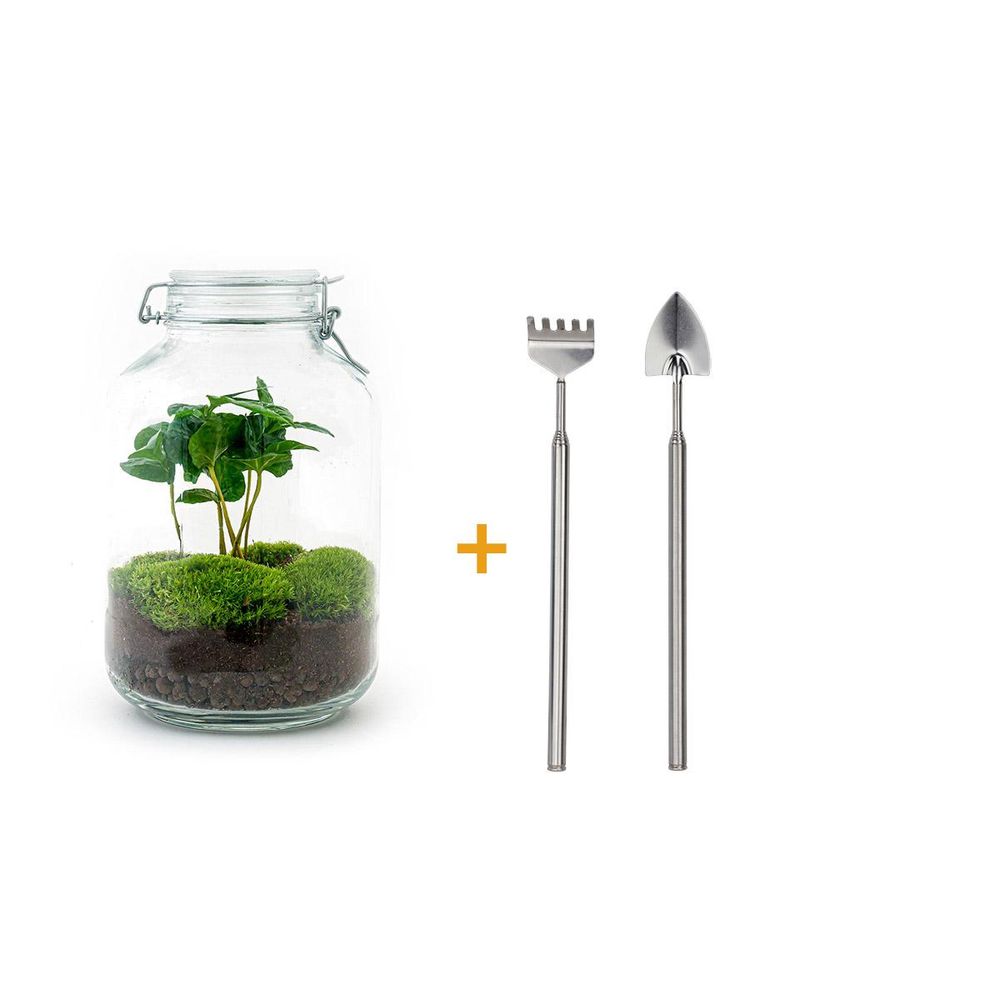 Terrarium à composer bouteille en verre recyclé - ø18-h28cm - avec râteau et pelle - caféier - terrarium diy