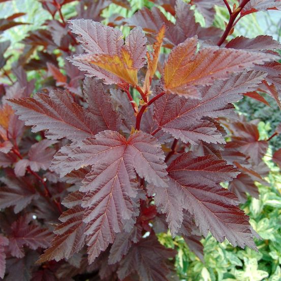 Physocarpe à feuilles d'obier 'little angel' pot de 2l/3l