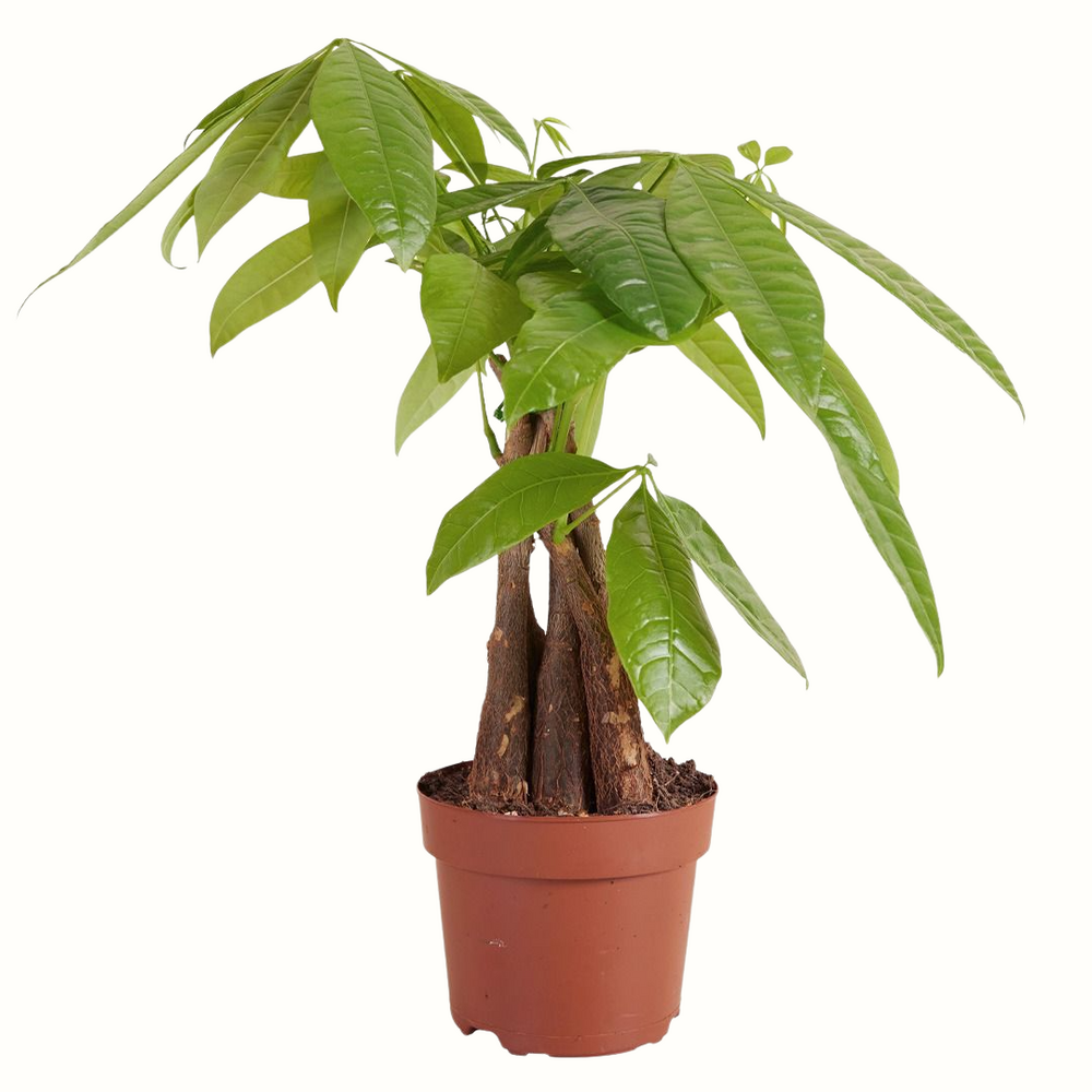 Pachira aquatica - 45cm