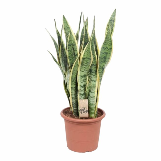 Sansevieria trifasciata laurentii - h85 cm - ø25 cm