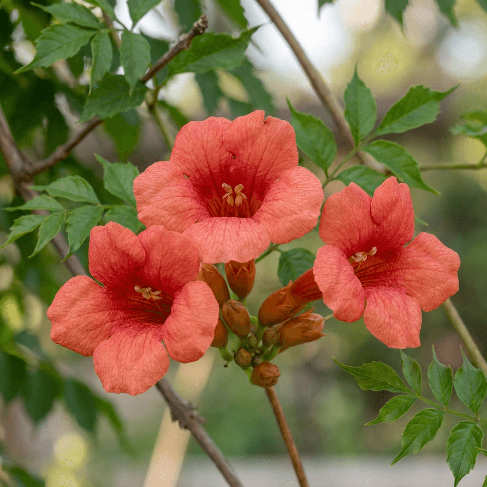 Trompette de virginie - grimpante fleurie - plante d'extérieur - lot de 2
