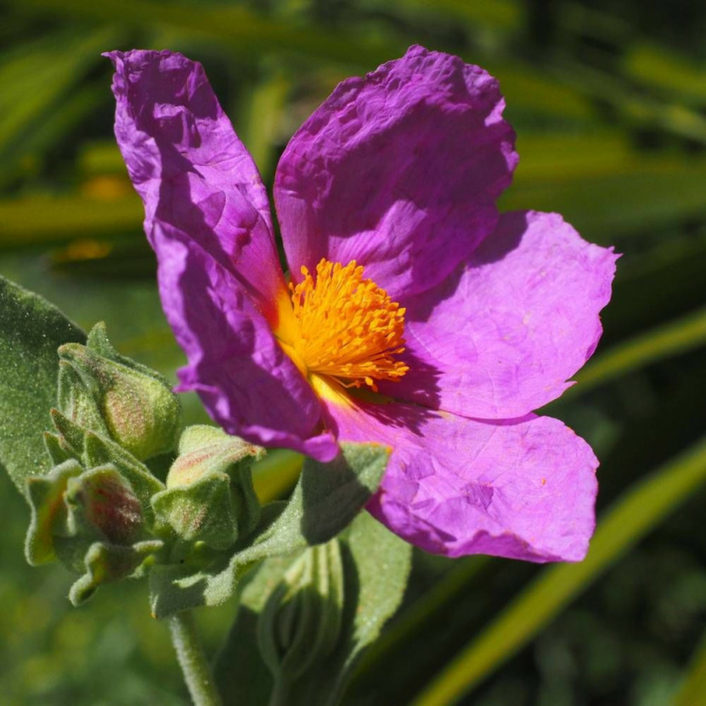 Ciste pourpre, cistus pot de 7,5l - 60/80 cm