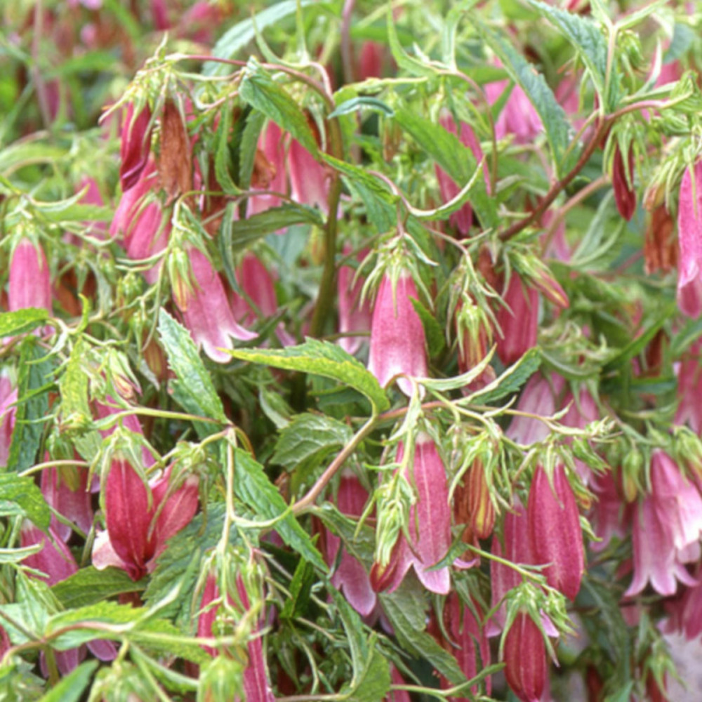 Campanule de corée elisabeth, campanule takesimana godet - 5/20 cm