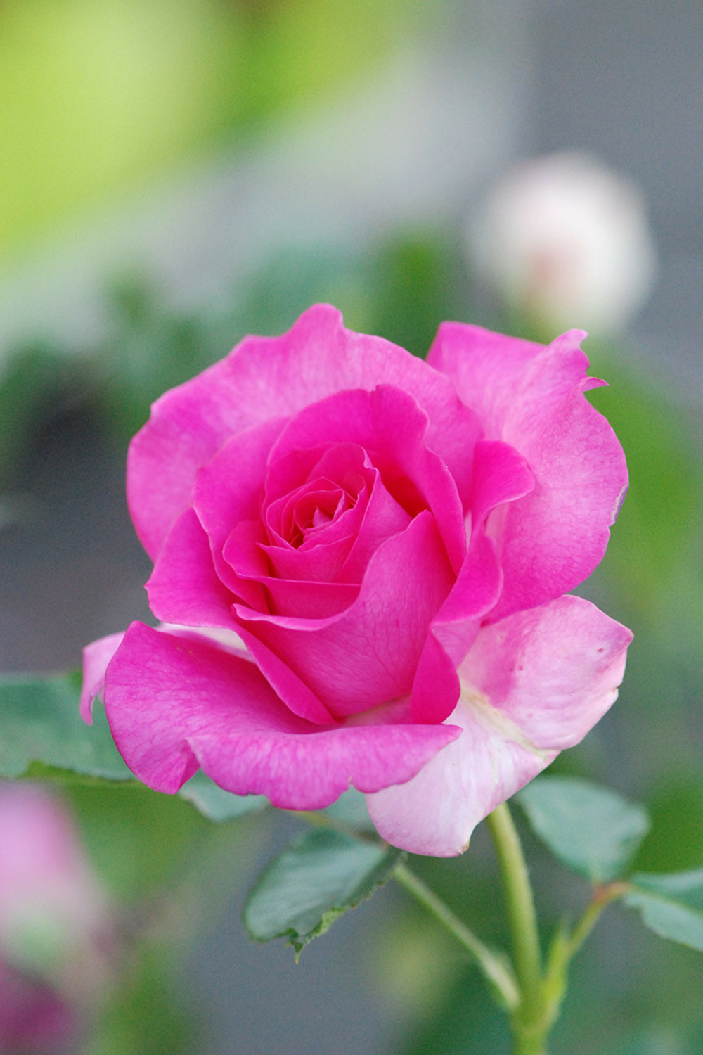 Rosier meilland 'manou meilland ?' - en pot de 5 litres